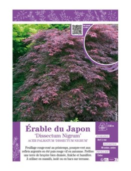 ACER PALMATUM DISSECTUM NIGRUM voir ÉRABLE DU JAPON