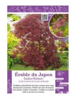 ACER PALMATUM INABA-SHIDARE voir ÉRABLE DU JAPON