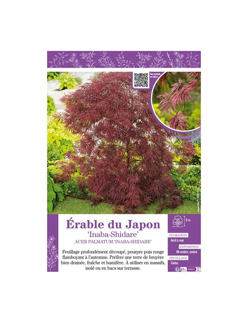 ACER PALMATUM INABA-SHIDARE voir ÉRABLE DU JAPON