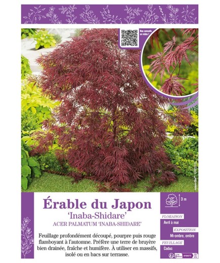 ACER PALMATUM INABA-SHIDARE voir ÉRABLE DU JAPON
