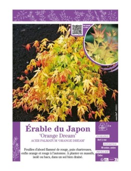 ACER PALMATUM ORANGE DREAM voir ÉRABLE DU JAPON