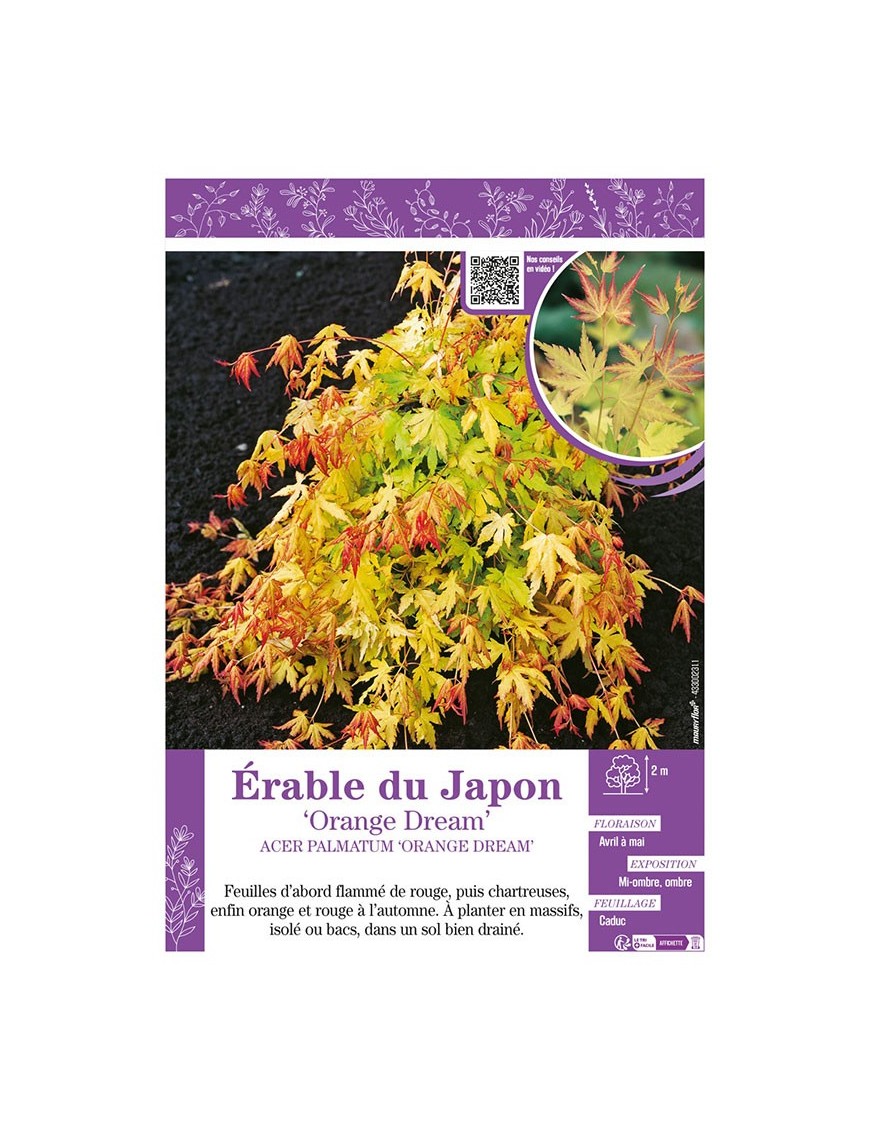 ACER PALMATUM ORANGE DREAM voir ÉRABLE DU JAPON