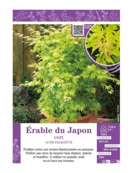 ACER PALMATUM voir ÉRABLE DU JAPON VERT