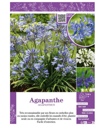 AGAPANTHE (varié)