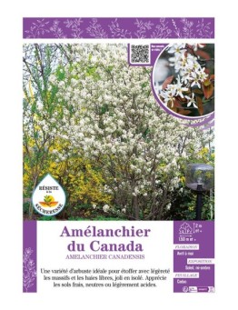 AMÉLANCHIER DU CANADA