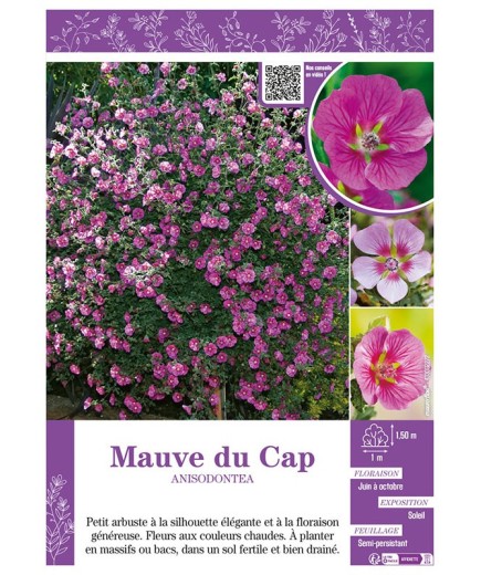 ANISODONTEA voir MAUVE DU CAP (varié)