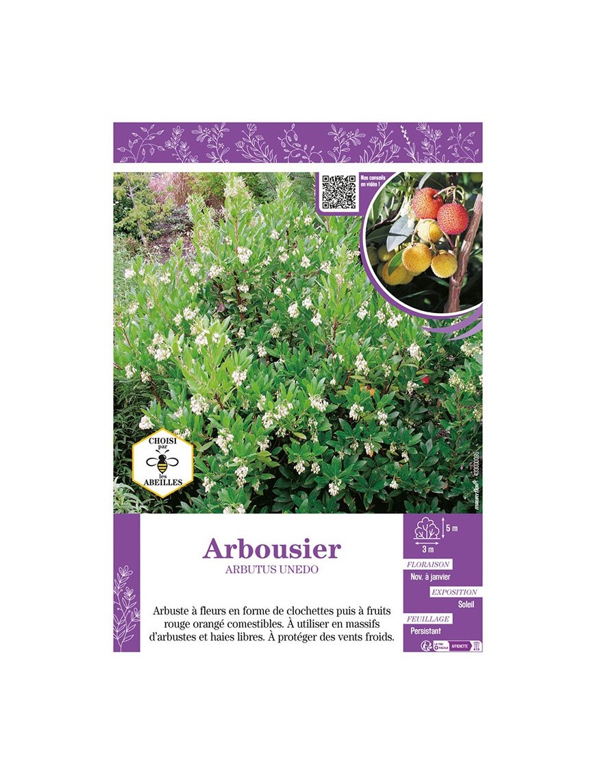 ARBOUSIER ARBUTUS UNEDO