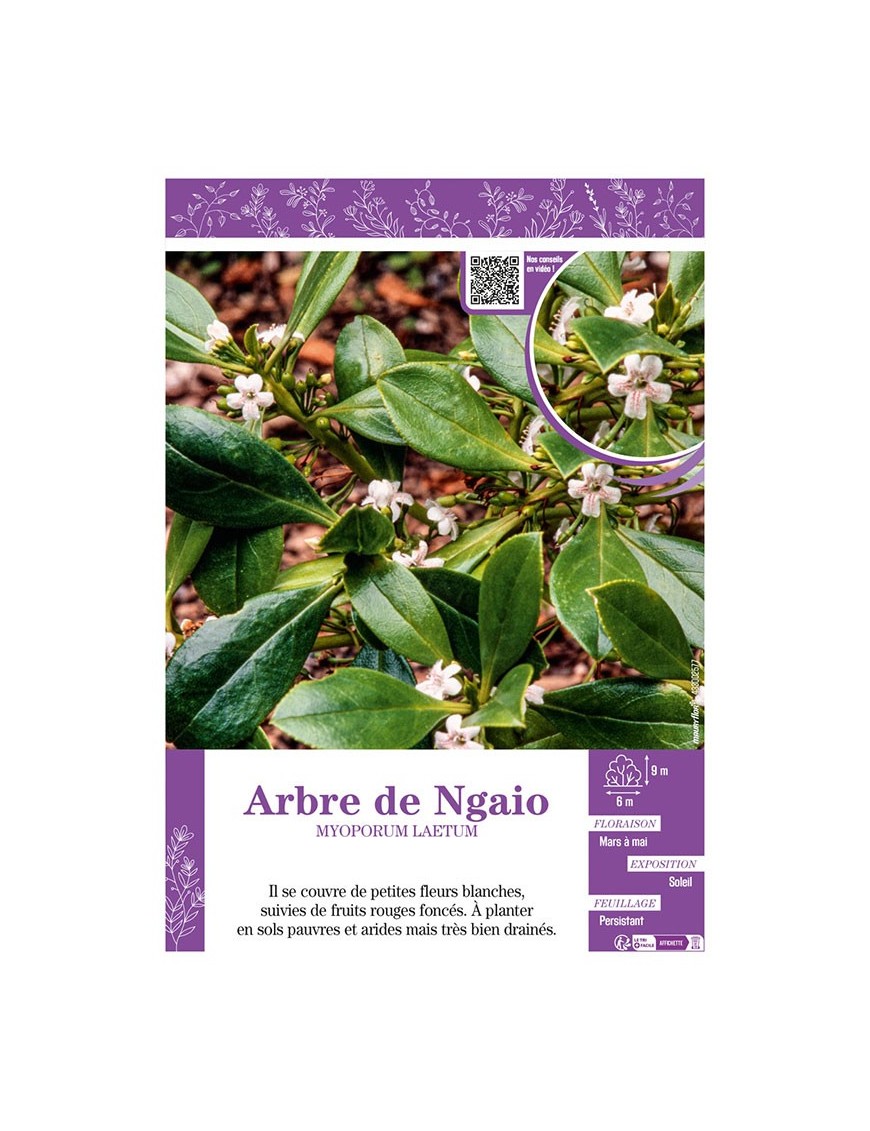 ARBRE DE NGAIO MYOPORUM LAETUM