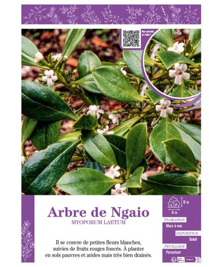ARBRE DE NGAIO MYOPORUM LAETUM