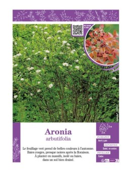 ARONIA ARBUTIFOLIA