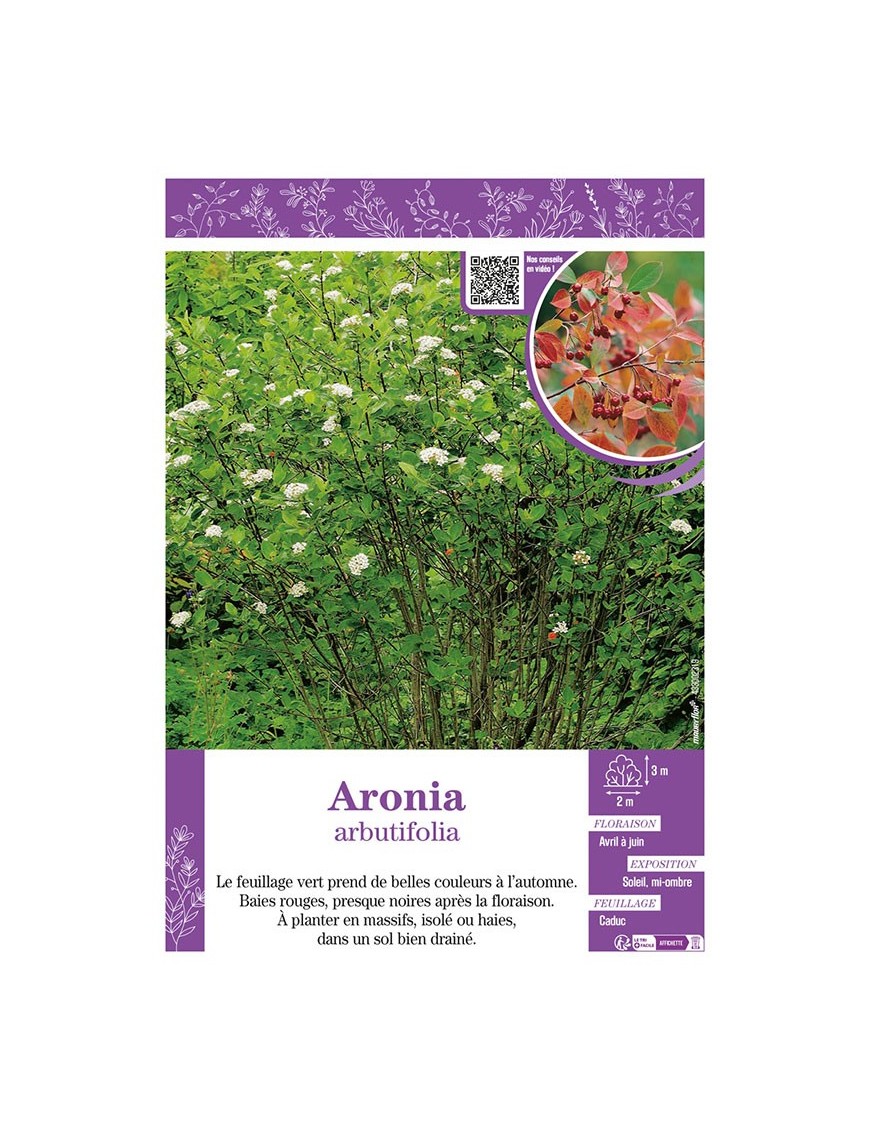 ARONIA ARBUTIFOLIA