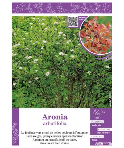 ARONIA ARBUTIFOLIA