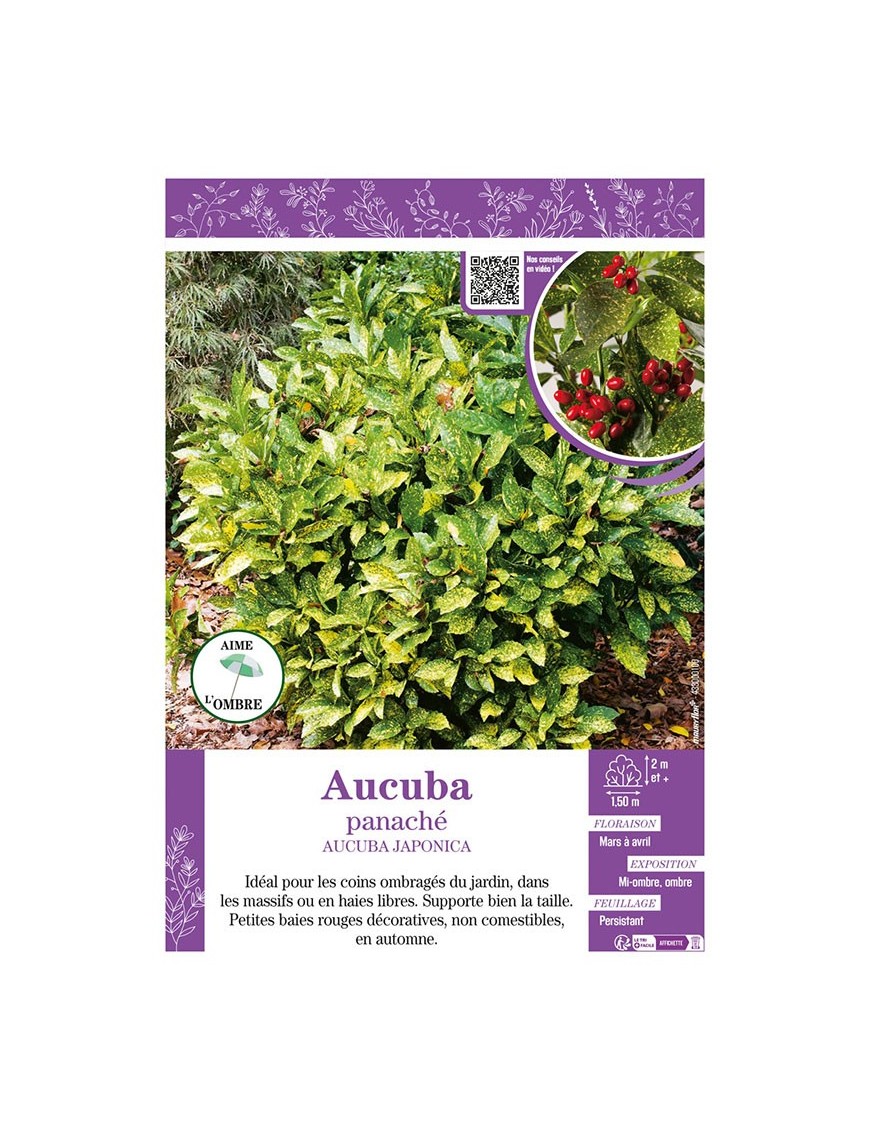 AUCUBA PANACHÉ AUCUBA JAPONICA