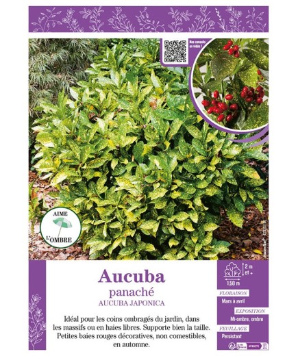 AUCUBA PANACHÉ AUCUBA JAPONICA