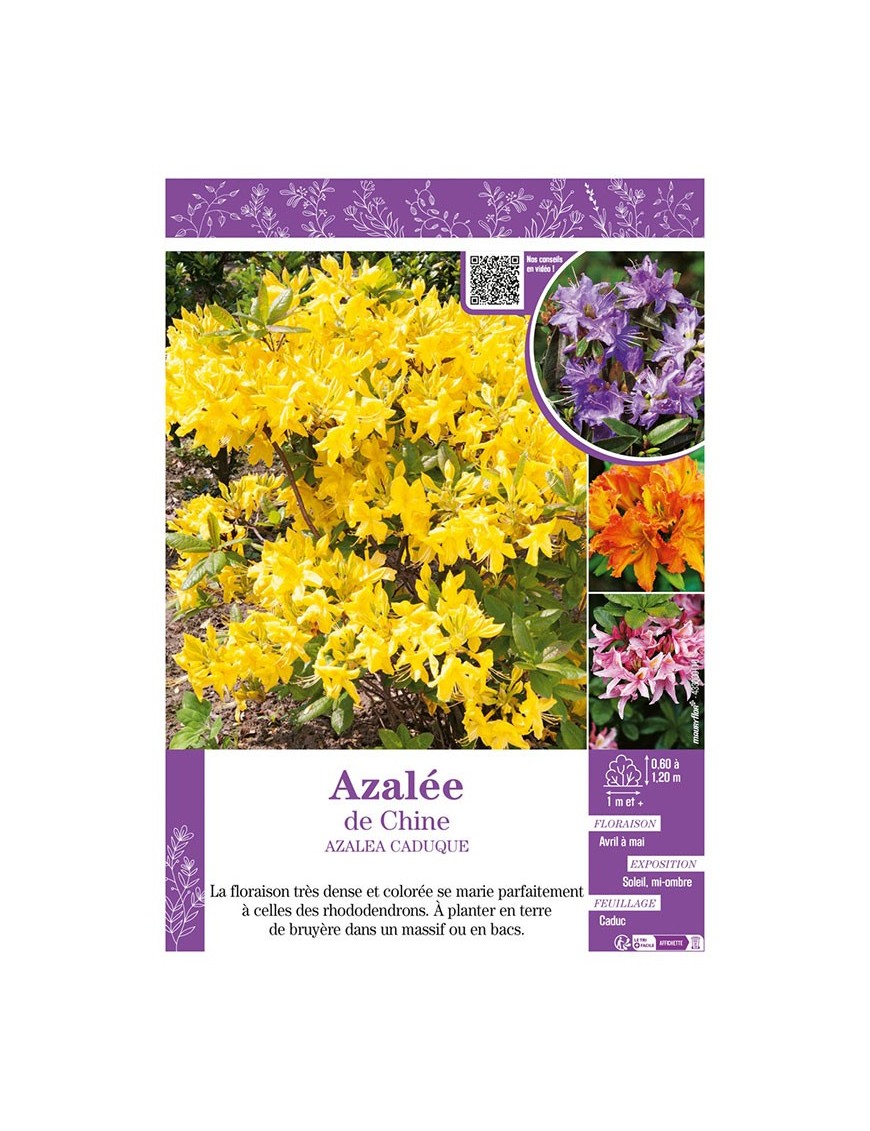 AZALEA CADUQUE voir AZALÉE DE CHINE (varié)