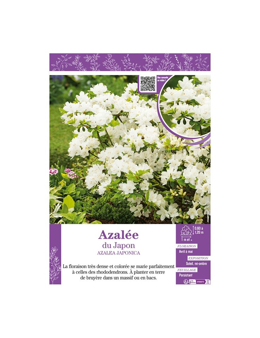 AZALEA JAPONICA voir AZALÉE DU JAPON (blanc)