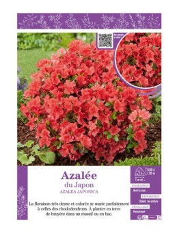 AZALEA JAPONICA voir AZALÉE DU JAPON (orange)