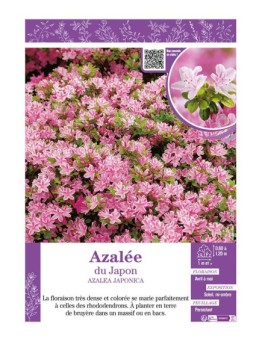 AZALEA JAPONICA voir AZALÉE DU JAPON (rose)