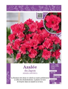 AZALEA JAPONICA voir AZALÉE DU JAPON (rose intense)