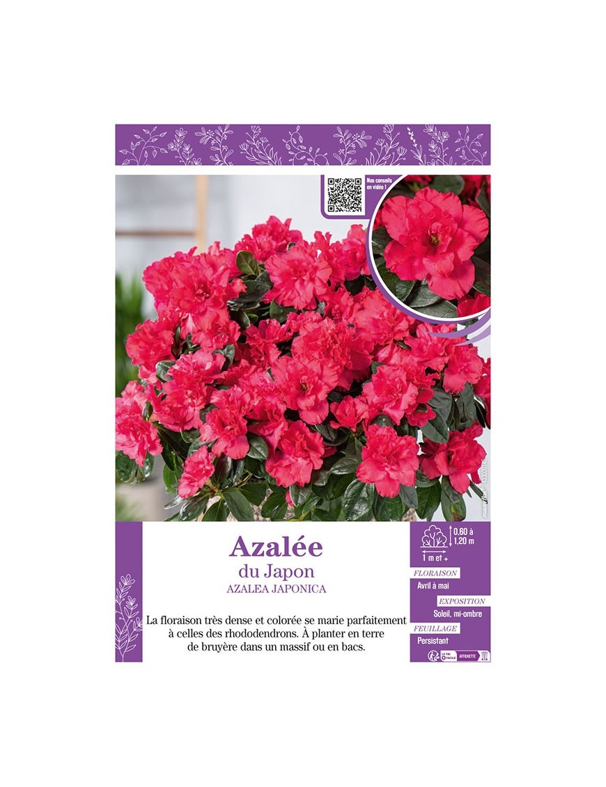 AZALEA JAPONICA voir AZALÉE DU JAPON (rose intense)