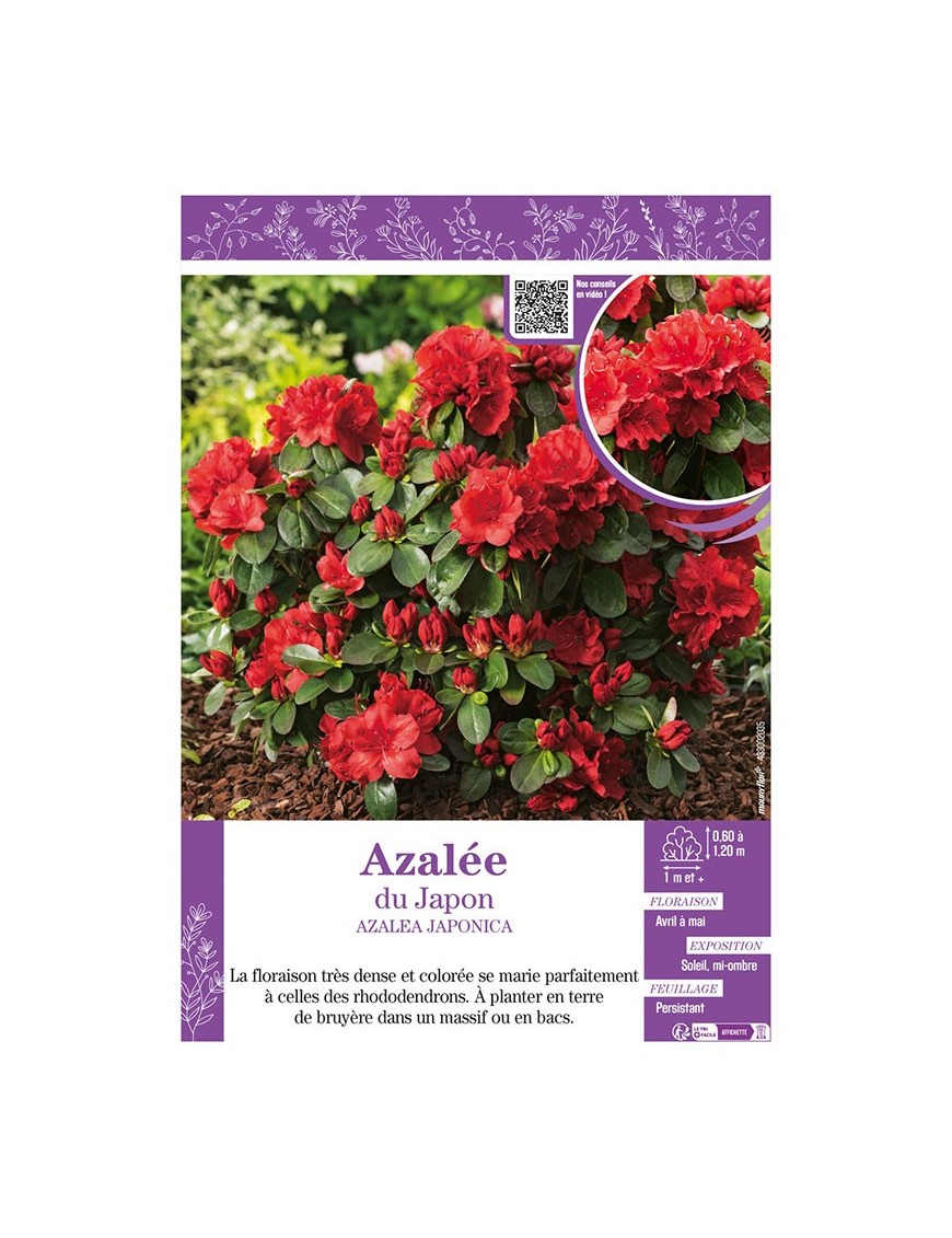 AZALEA JAPONICA voir AZALÉE DU JAPON (rouge)