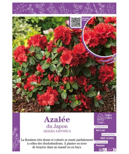 AZALEA JAPONICA voir AZALÉE DU JAPON (rouge)