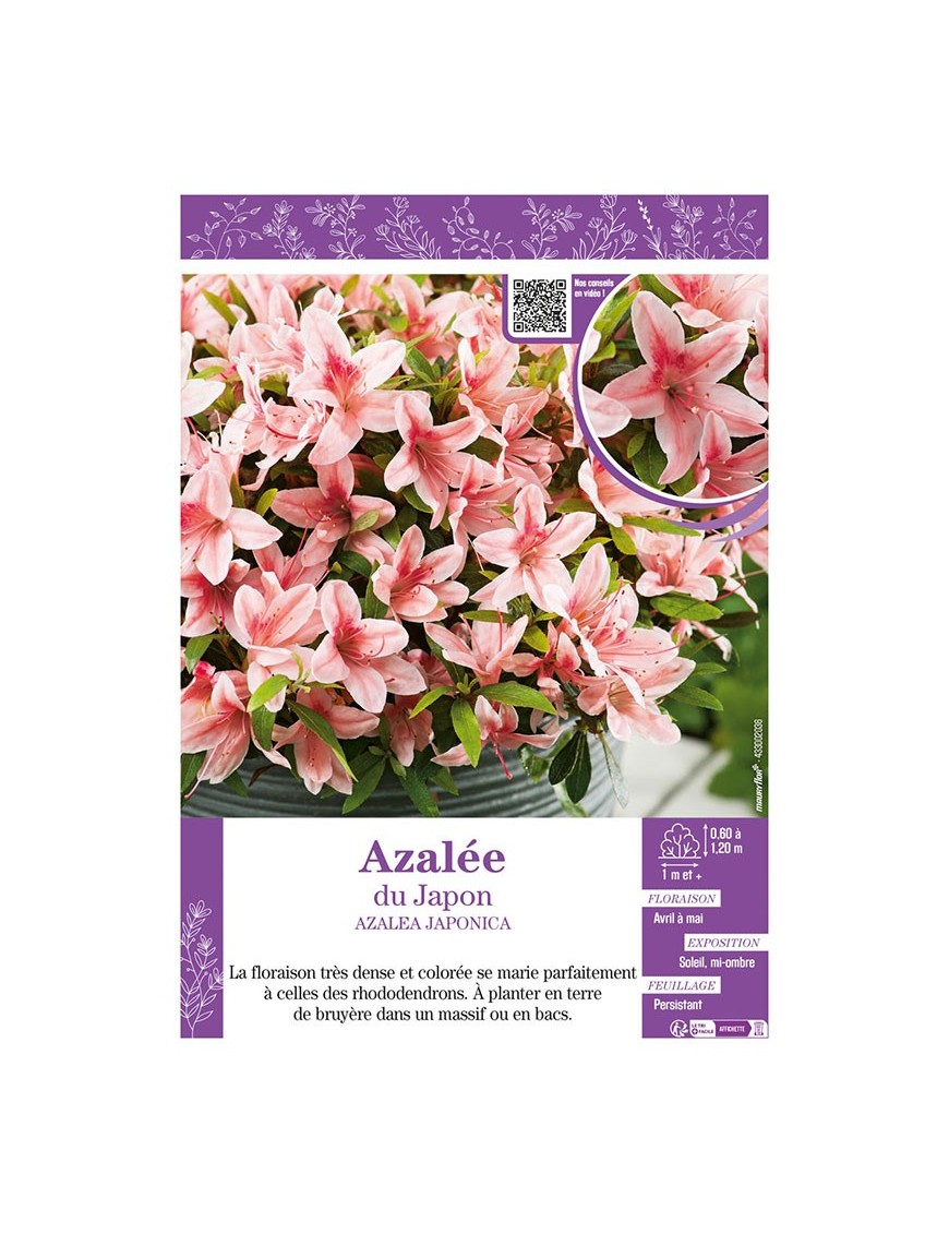 AZALEA JAPONICA voir AZALÉE DU JAPON (saumon)