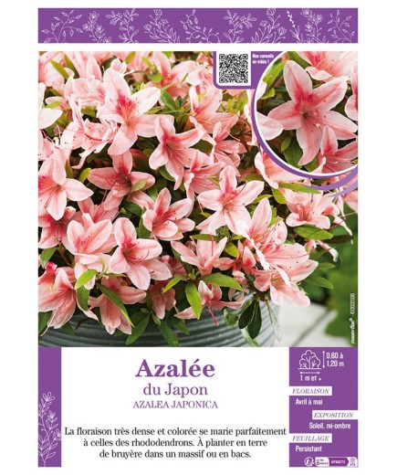 AZALEA JAPONICA voir AZALÉE DU JAPON (saumon)
