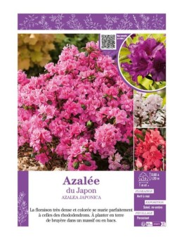 AZALEA JAPONICA voir AZALÉE DU JAPON (varié)