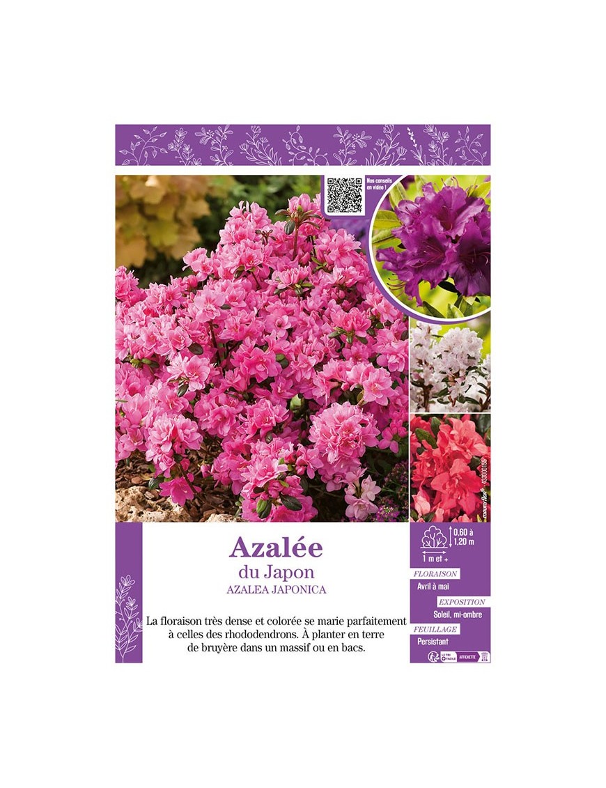 AZALEA JAPONICA voir AZALÉE DU JAPON (varié)