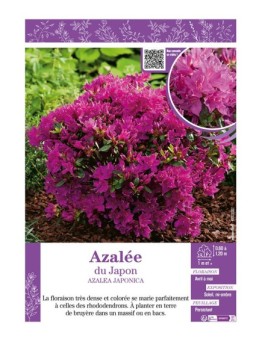 AZALEA JAPONICA voir AZALÉE DU JAPON (violette)
