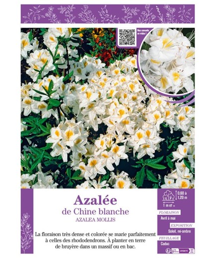 AZALEA MOLLIS voir AZALÉE DE CHINE (blanc)
