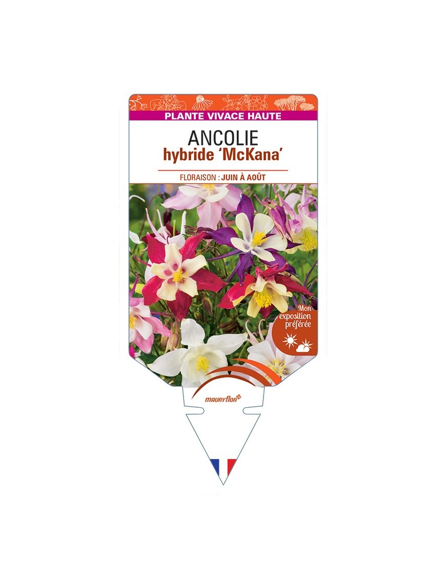 ANCOLIE hybride McKana