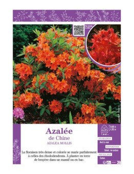 AZALEA MOLLIS voir AZALÉE DE CHINE (orange)