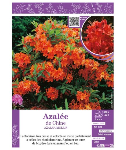 AZALEA MOLLIS voir AZALÉE DE CHINE (orange)