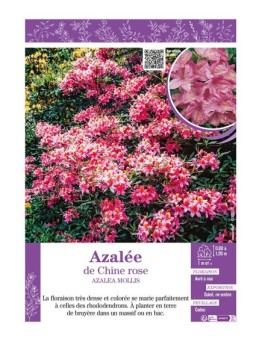 AZALEA MOLLIS voir AZALÉE DE CHINE (rose)