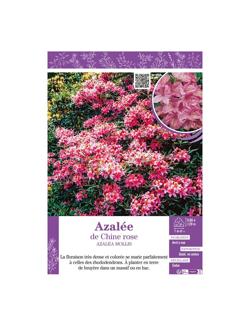 AZALEA MOLLIS voir AZALÉE DE CHINE (rose)