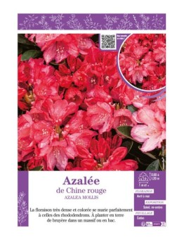 AZALEA MOLLIS voir AZALÉE DE CHINE (rouge)