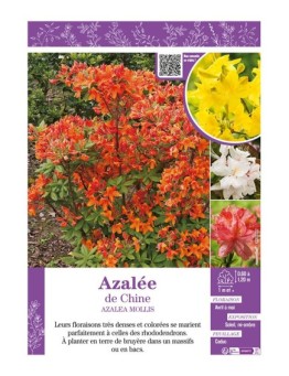 AZALEA MOLLIS voir AZALÉE DU CHINE (varié)