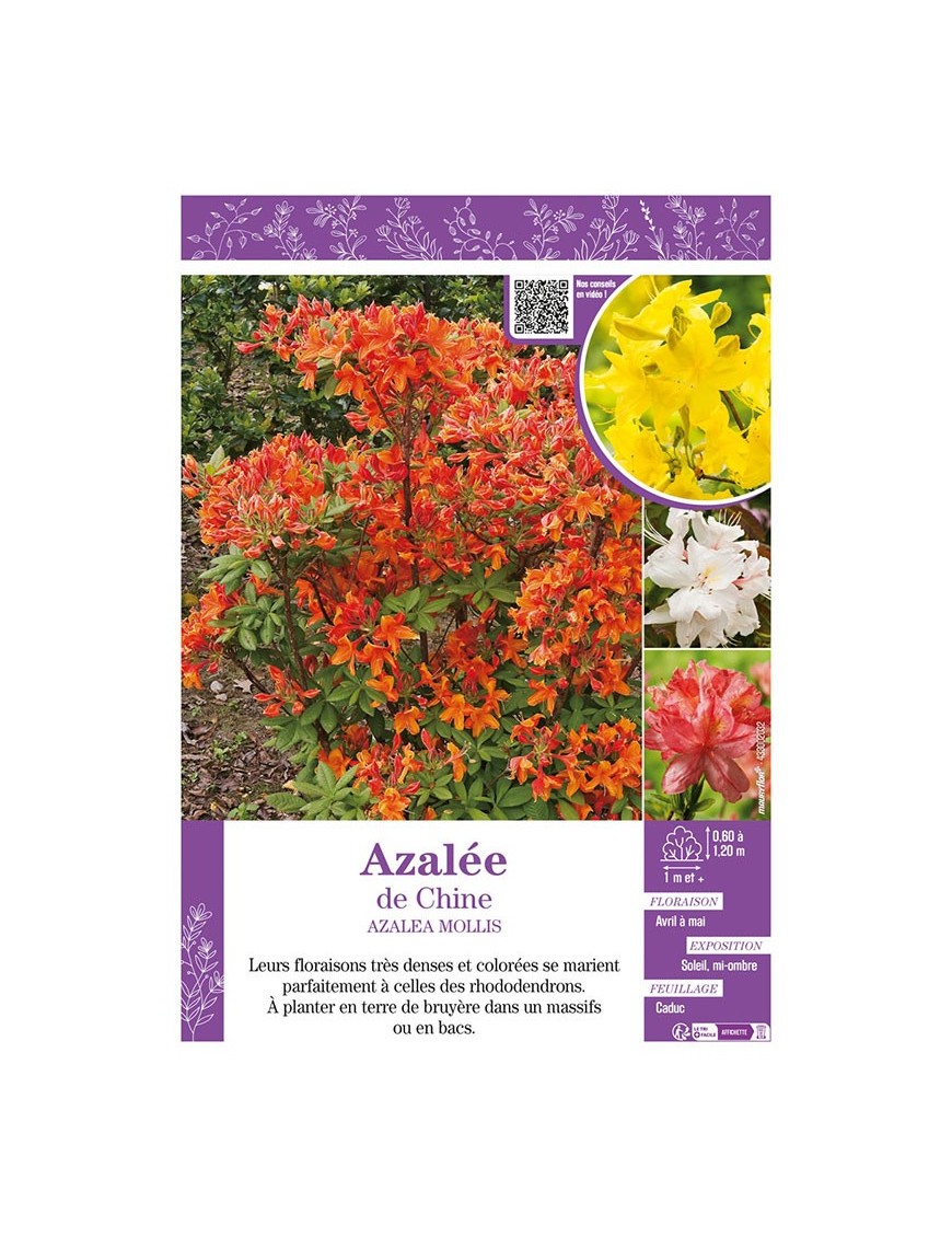 AZALEA MOLLIS voir AZALÉE DU CHINE (varié)