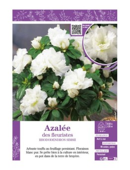 AZALÉE DES FLEURISTES (blanc) Rhododendron simsii