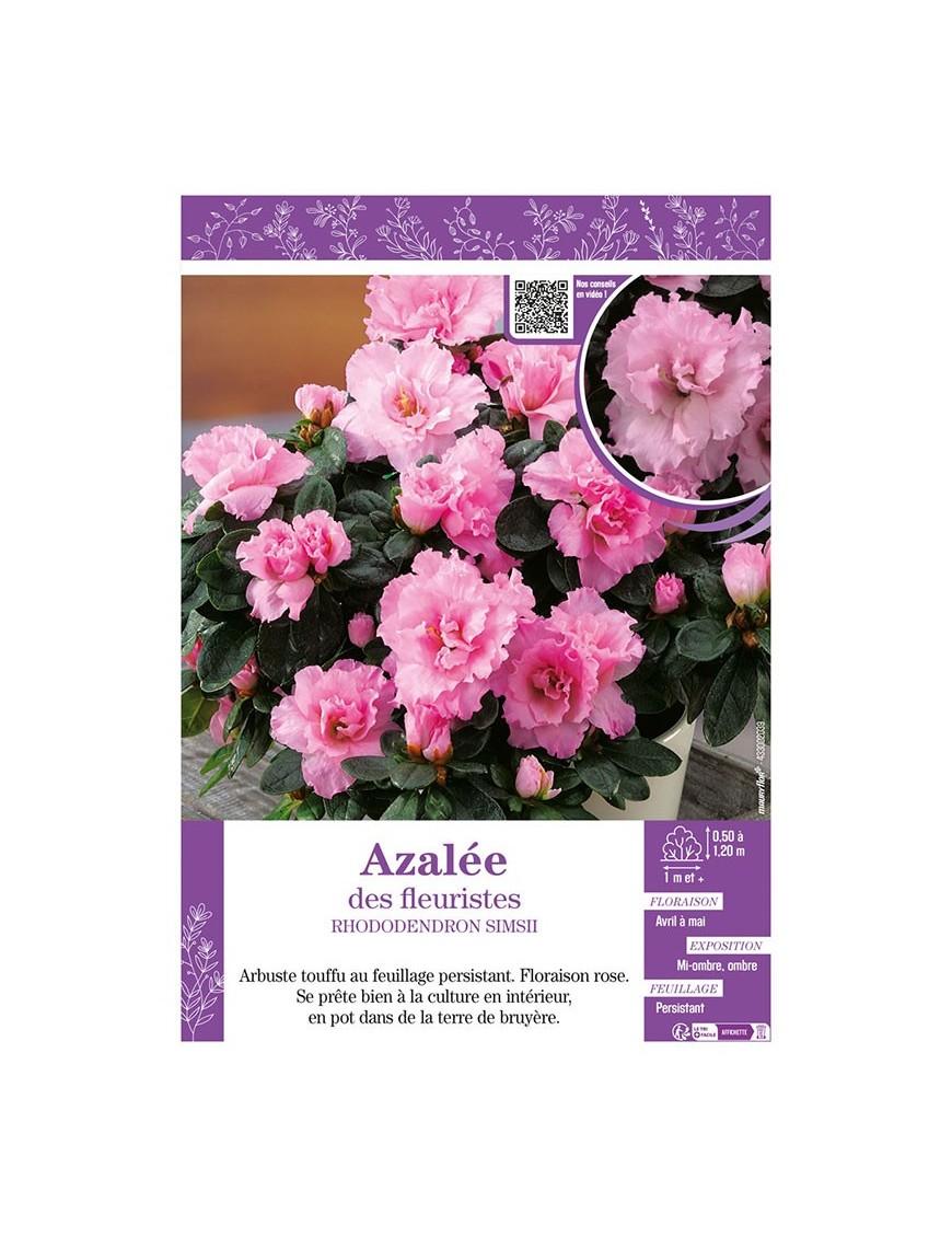 AZALÉE DES FLEURISTES (rose) Rhododendron simsii