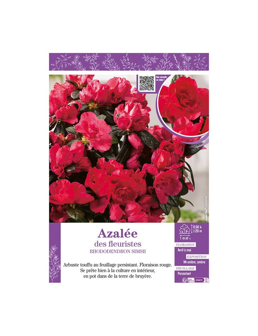 AZALÉE DES FLEURISTES (rouge) Rhododendron simsii