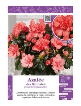 AZALÉE DES FLEURISTES (saumon) Rhododendron simsii