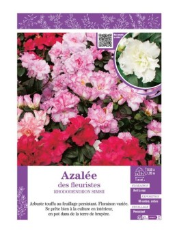 AZALÉE DES FLEURISTES (varié) Rhododendron simsii
