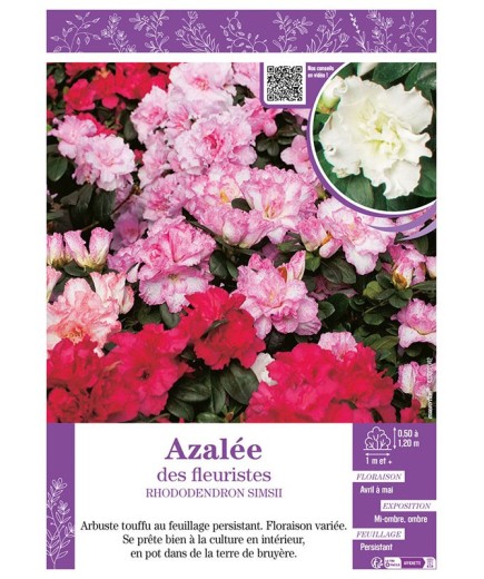 AZALÉE DES FLEURISTES (varié) Rhododendron simsii