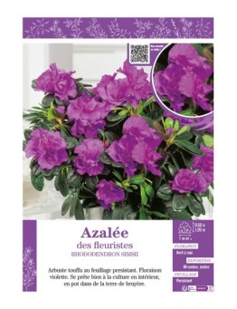 AZALÉE DES FLEURISTES (violette) Rhododendron simsii