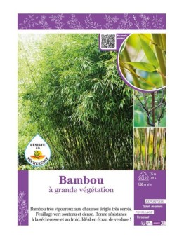 BAMBOU à grande végétation (Phyllostachys Fargesia)