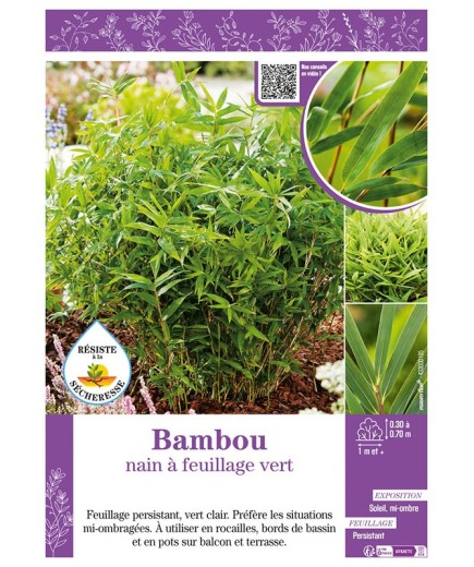 BAMBOU nain à feuillage vert (Pleioblastus Sasa)