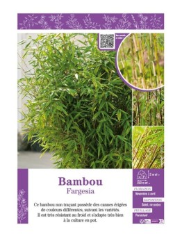 BAMBOU FARGESIA (varié)